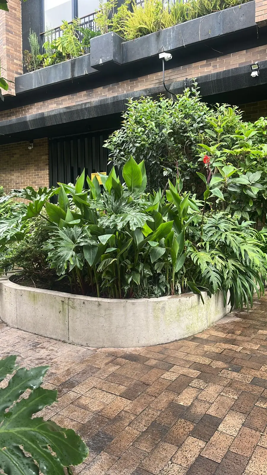 Jardinería profesional · Plantemos Bogotá #7