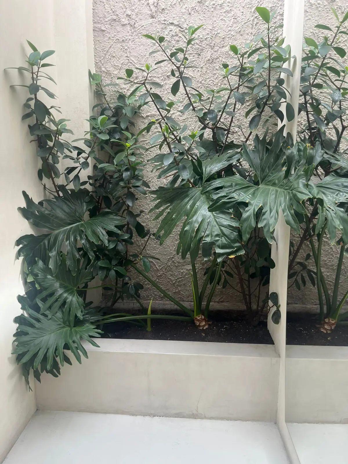 Jardinería profesional · Plantemos Bogotá #8