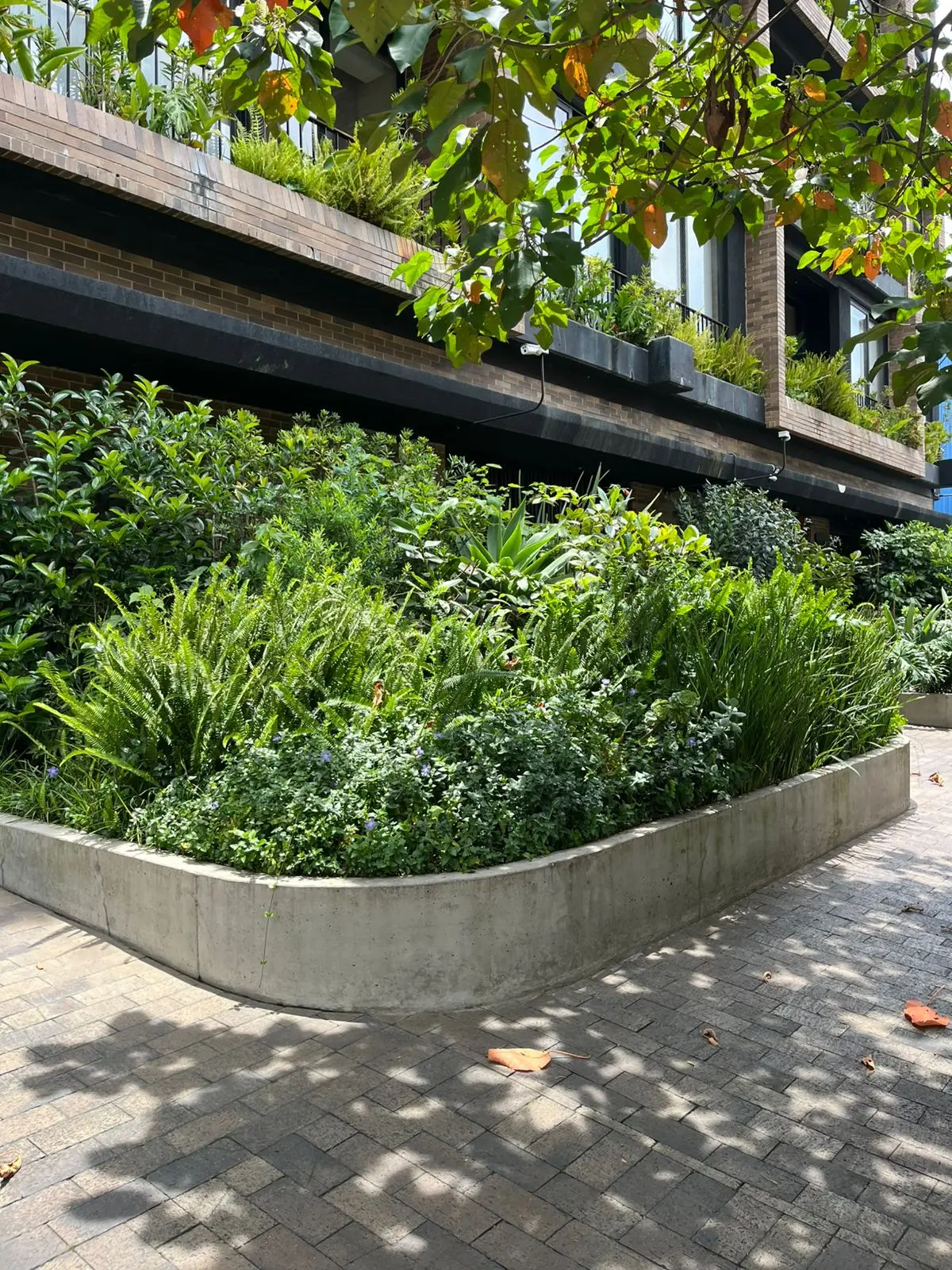 Jardinera curva con helechos y pastos ornamentales bajo balcones con materas colgantes, en conjunto residencial