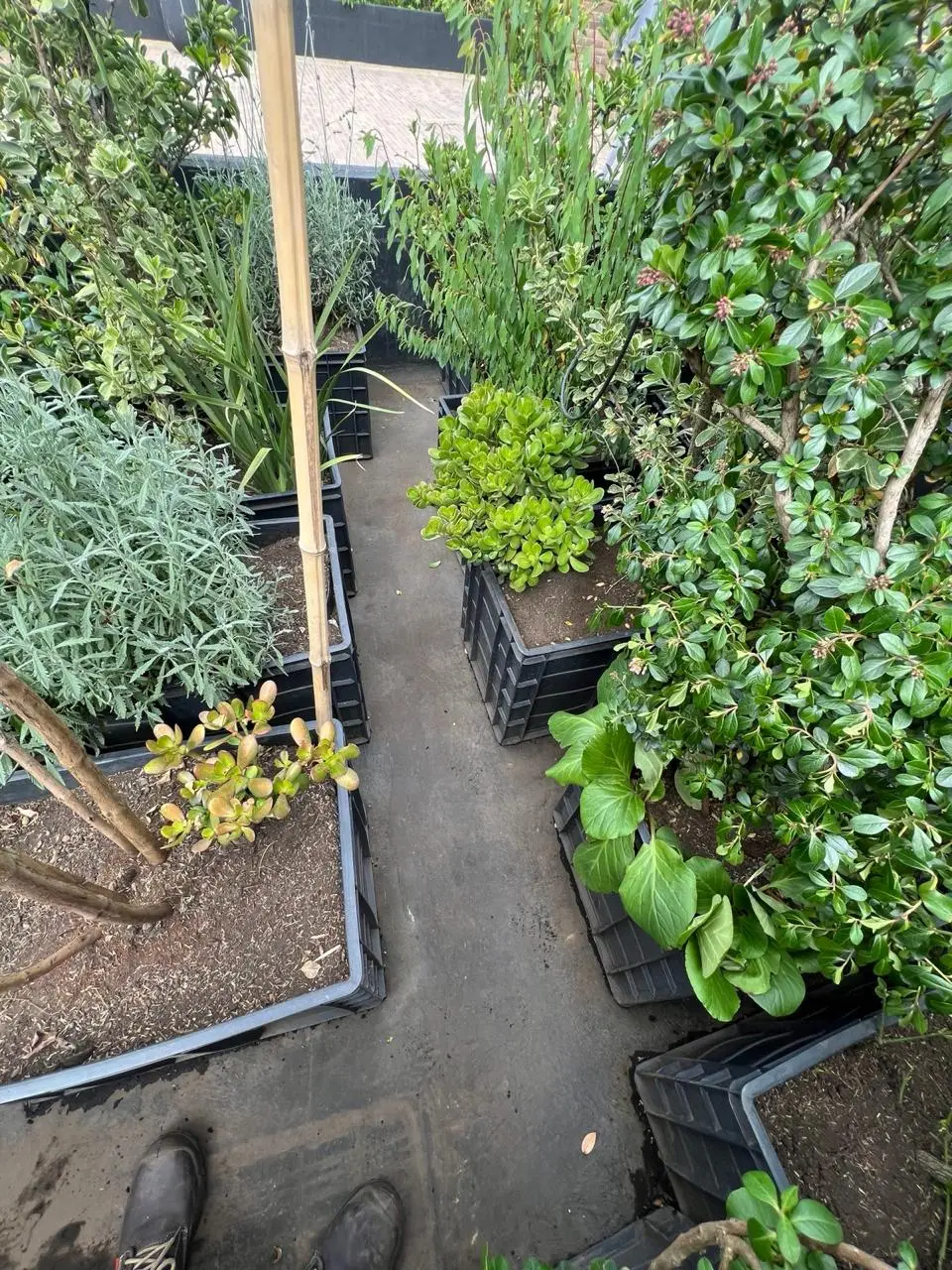 Mantenimiento profesional de jardines · Plantemos Bogotá #2