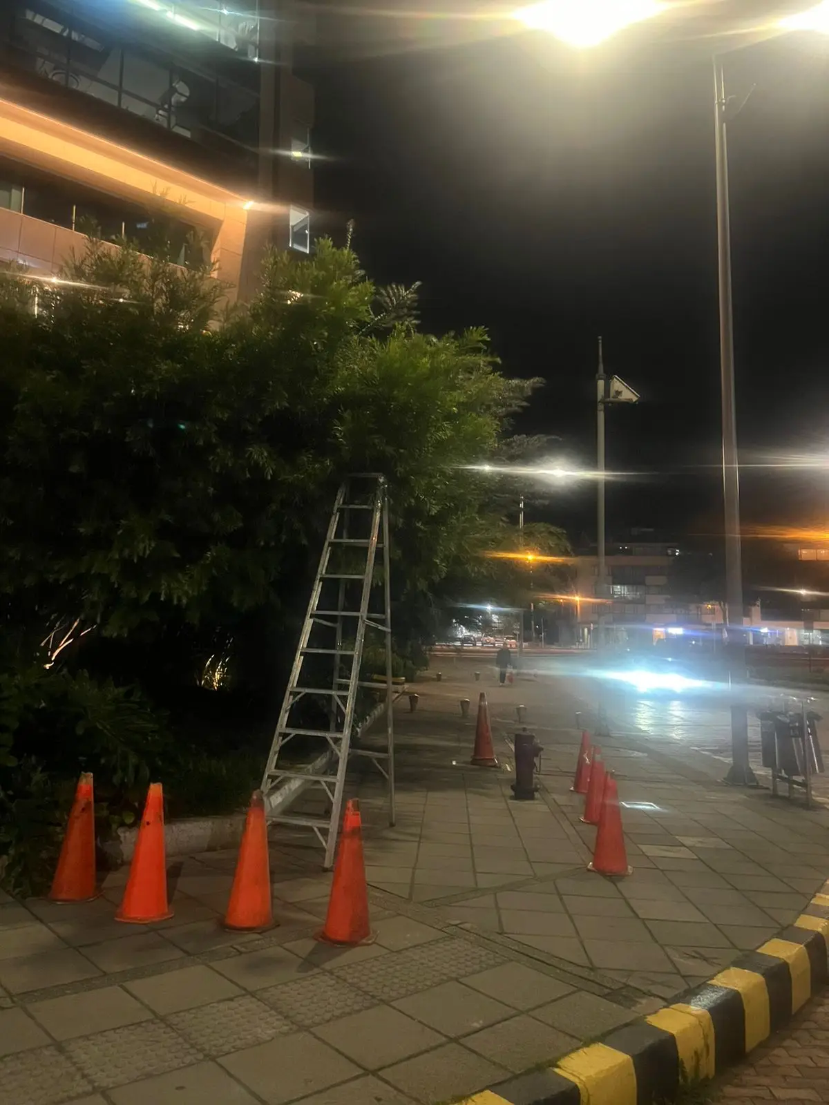 Mantenimiento profesional de jardines · Plantemos Bogotá #9