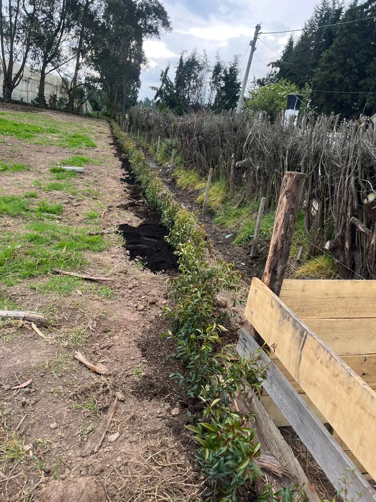 Mantenimiento profesional de jardines · Plantemos Bogotá #14