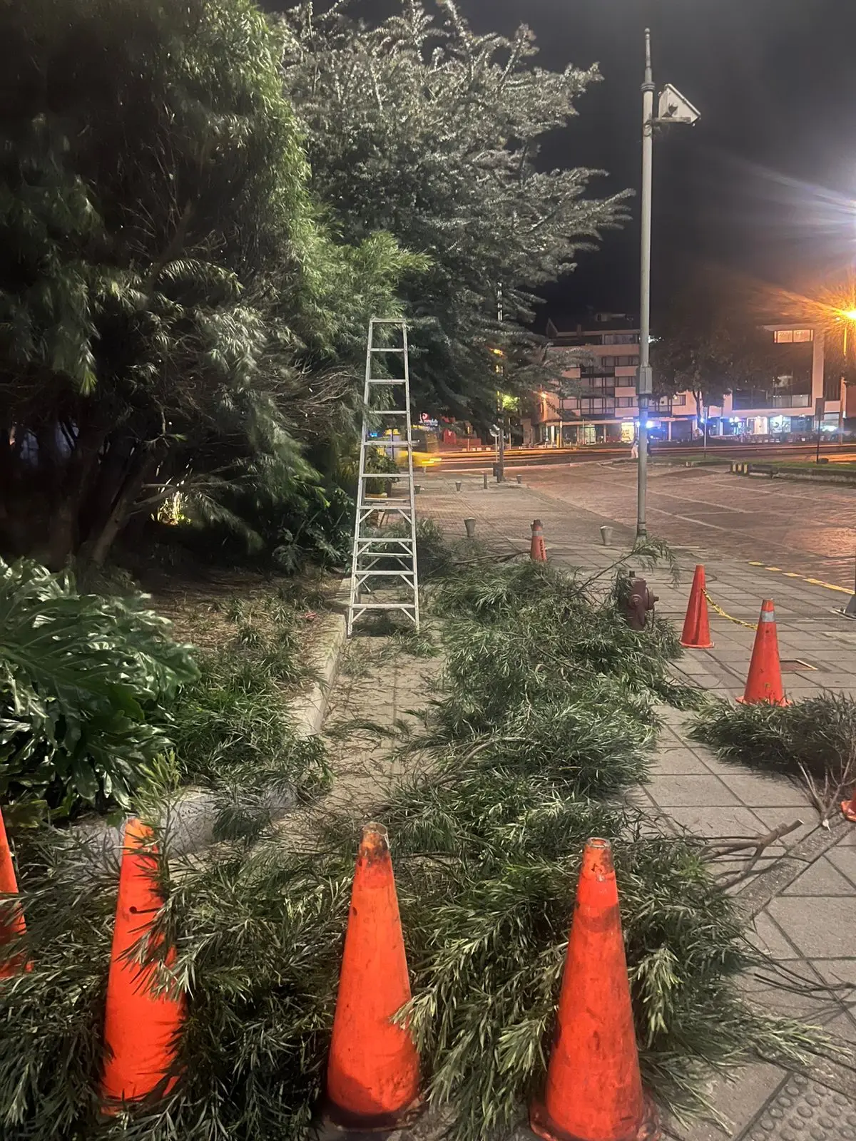 Mantenimiento profesional de jardines · Plantemos Bogotá #16