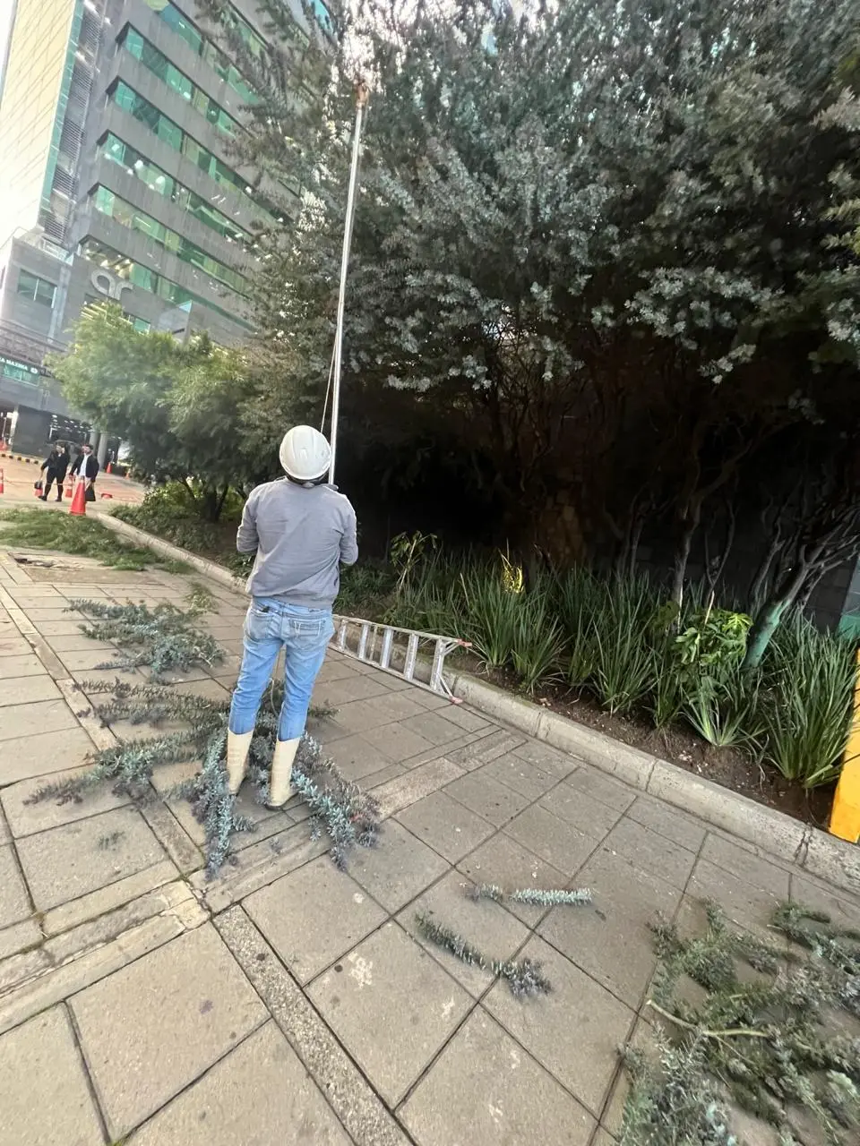 Mantenimiento profesional de jardines · Plantemos Bogotá #21
