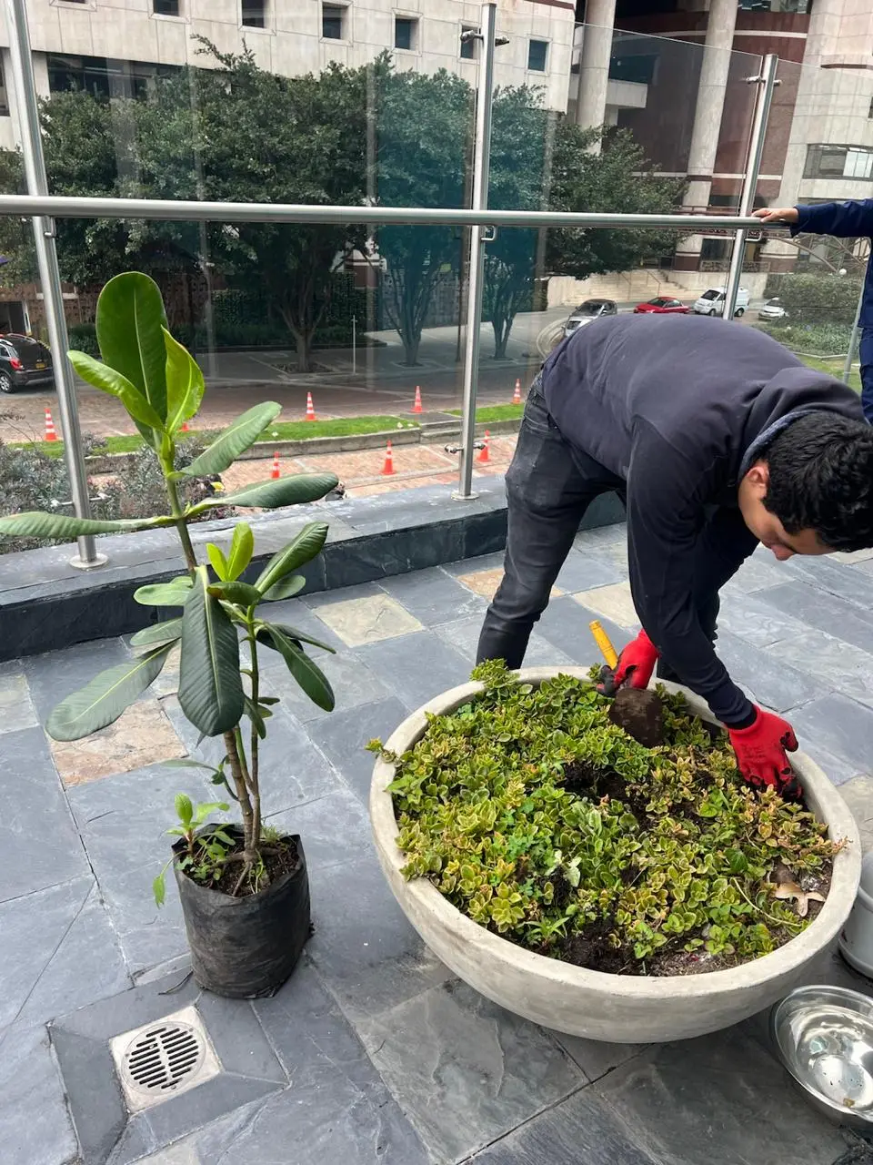 Mantenimiento profesional de jardines · Plantemos Bogotá #27