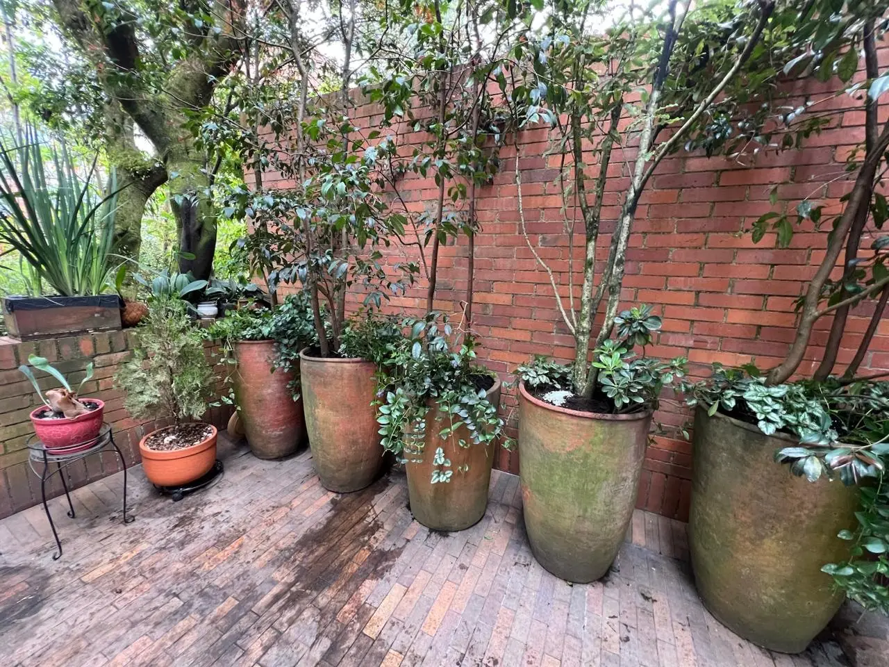 Proyecto de paisajismo y diseño de jardines · Plantemos Bogotá #4