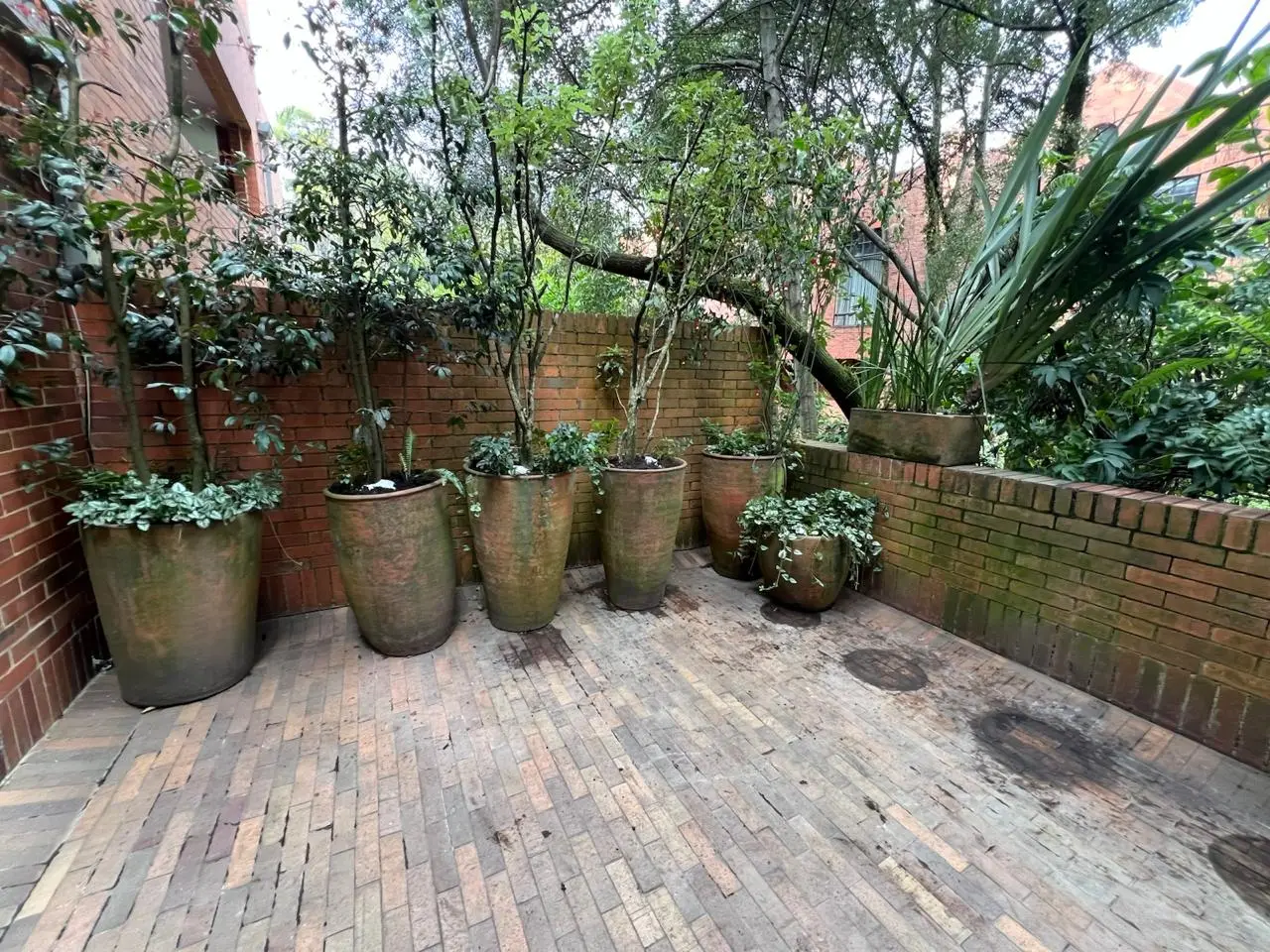Proyecto de paisajismo y diseño de jardines · Plantemos Bogotá #5