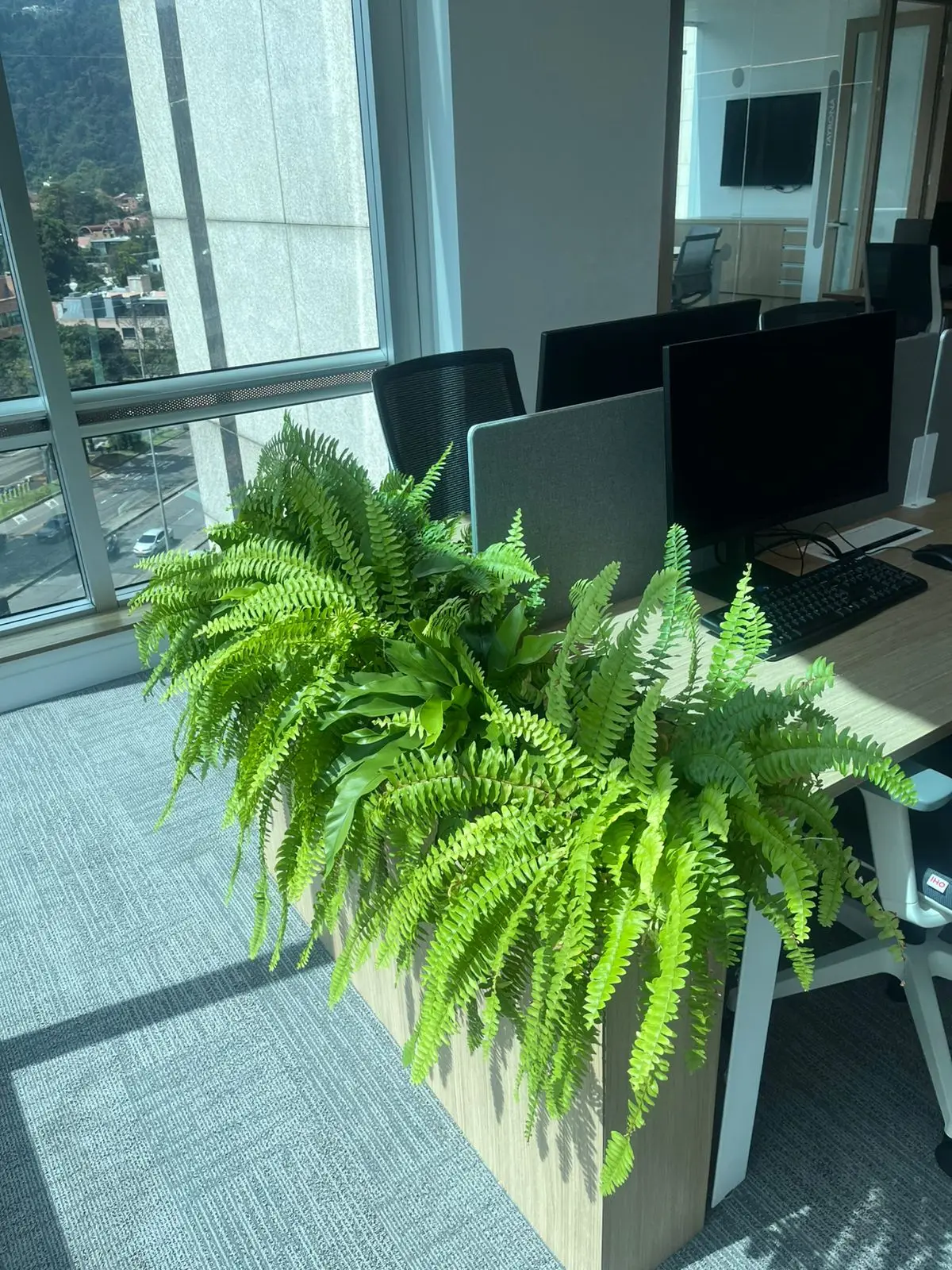 Proyecto de paisajismo y diseño de jardines · Plantemos Bogotá #43