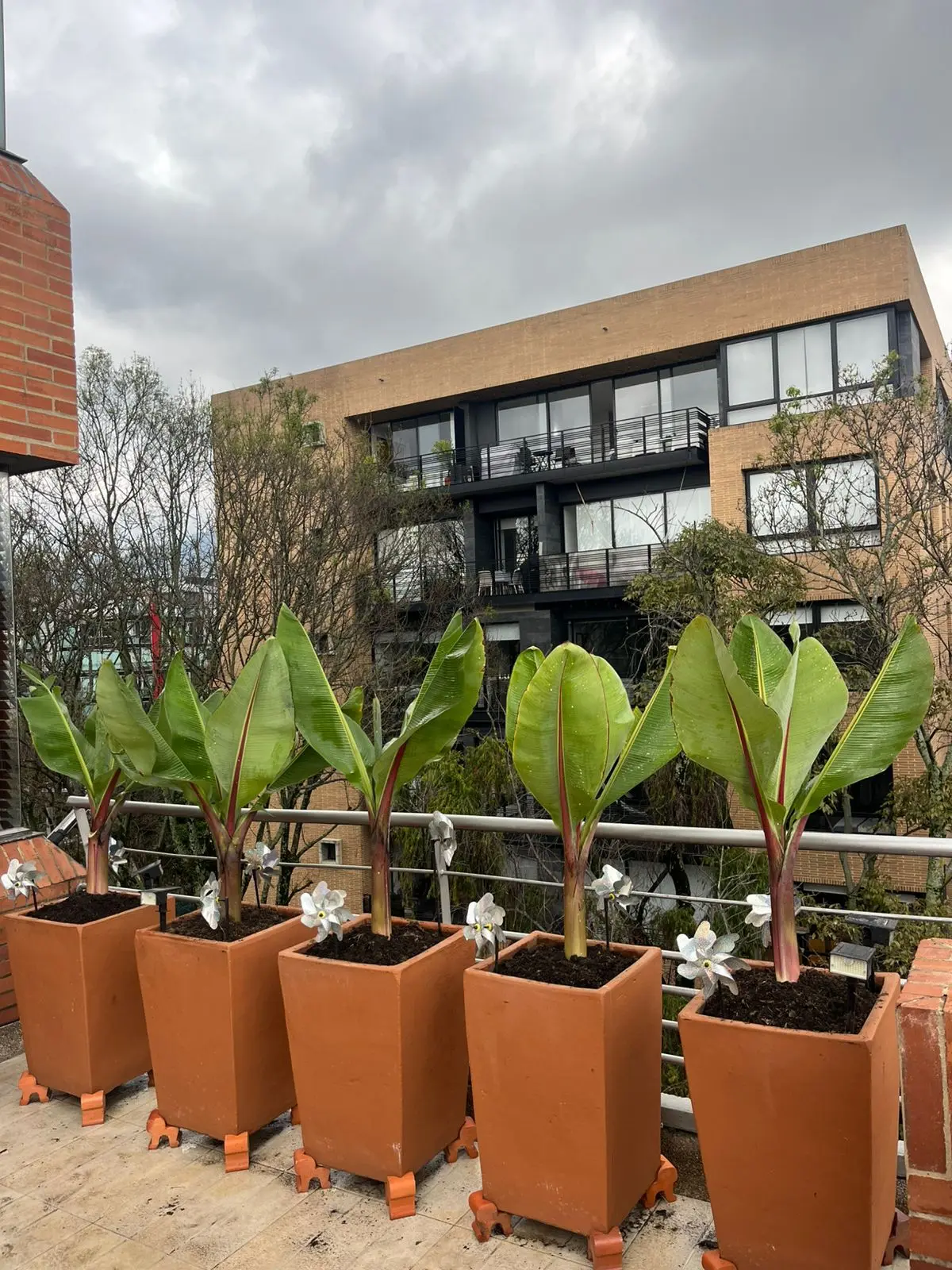 Proyecto de paisajismo y diseño de jardines · Plantemos Bogotá #52