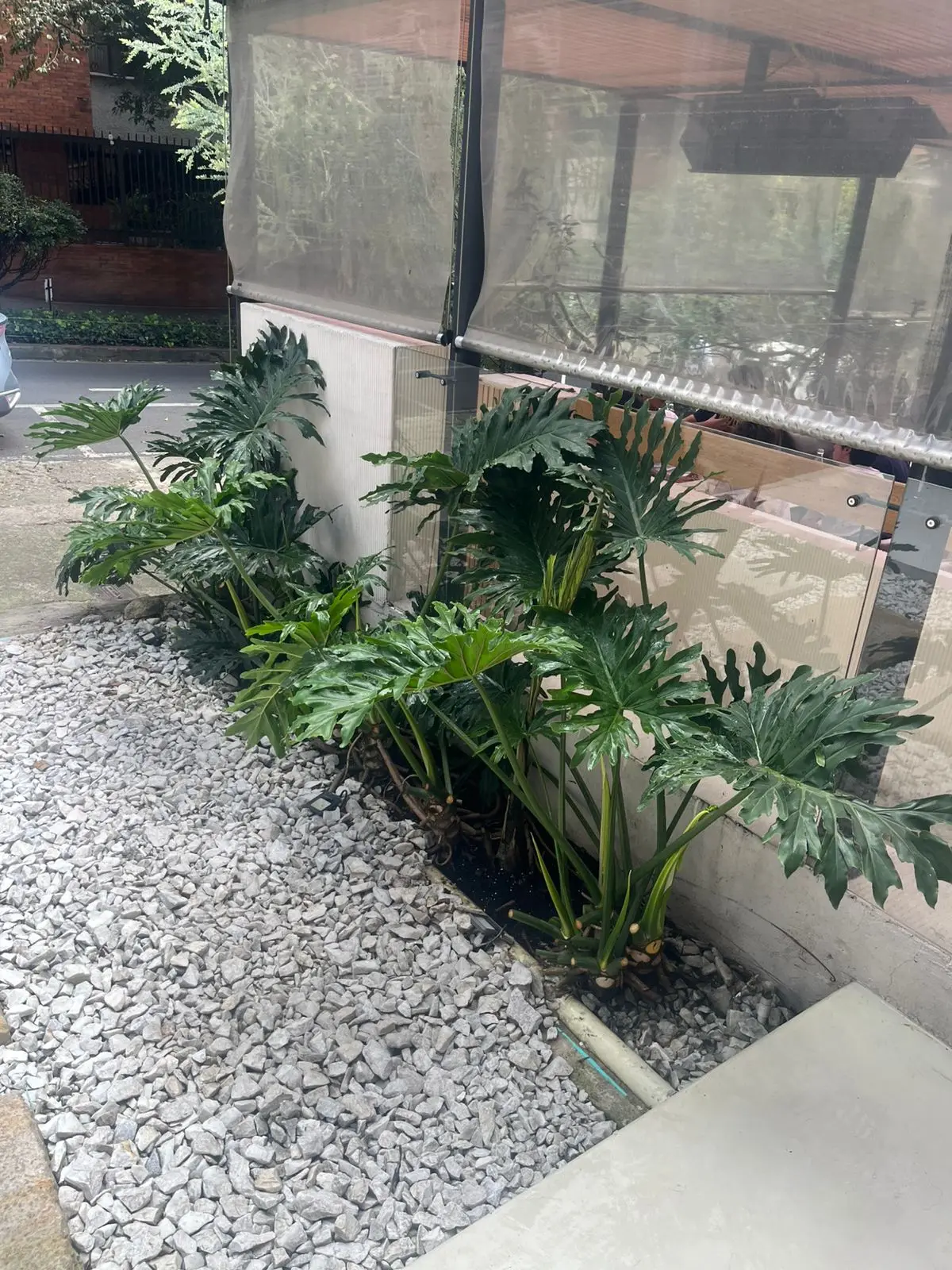 Proyecto de paisajismo y diseño de jardines · Plantemos Bogotá #95
