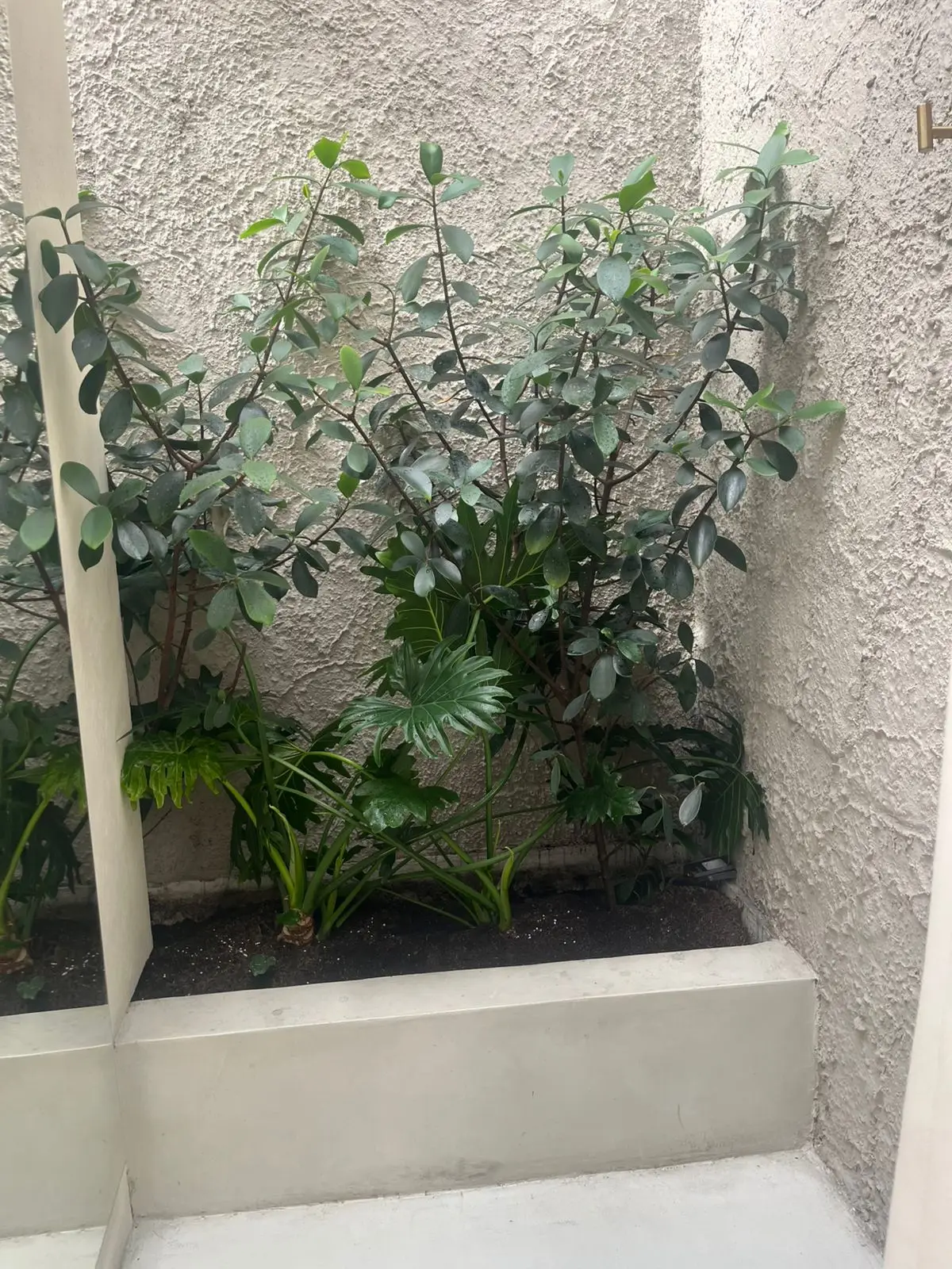 Composición de plantas y decoración con plantas · Plantemos #9