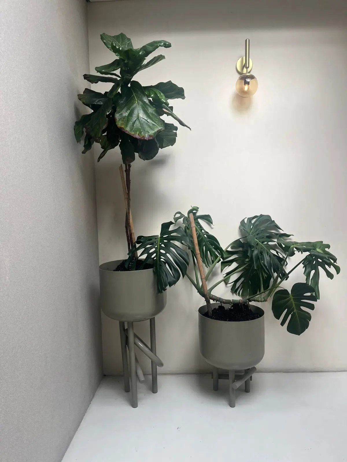 Composición de plantas y decoración con plantas · Plantemos #10
