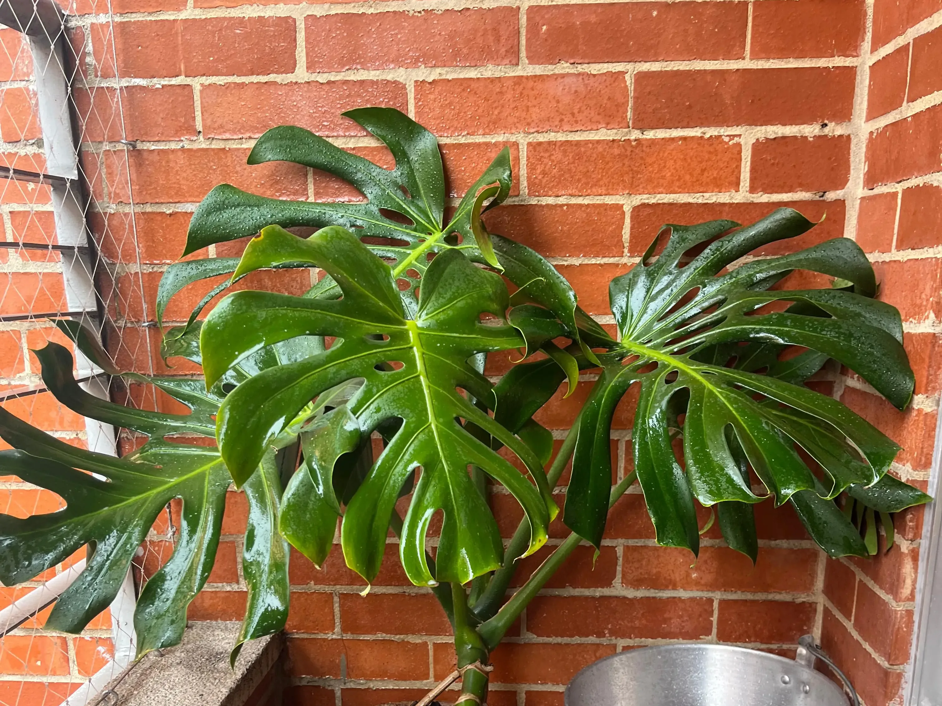 Venta e instalación de plantas