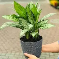 Composición de plantas y decoración con plantas · Plantemos #36