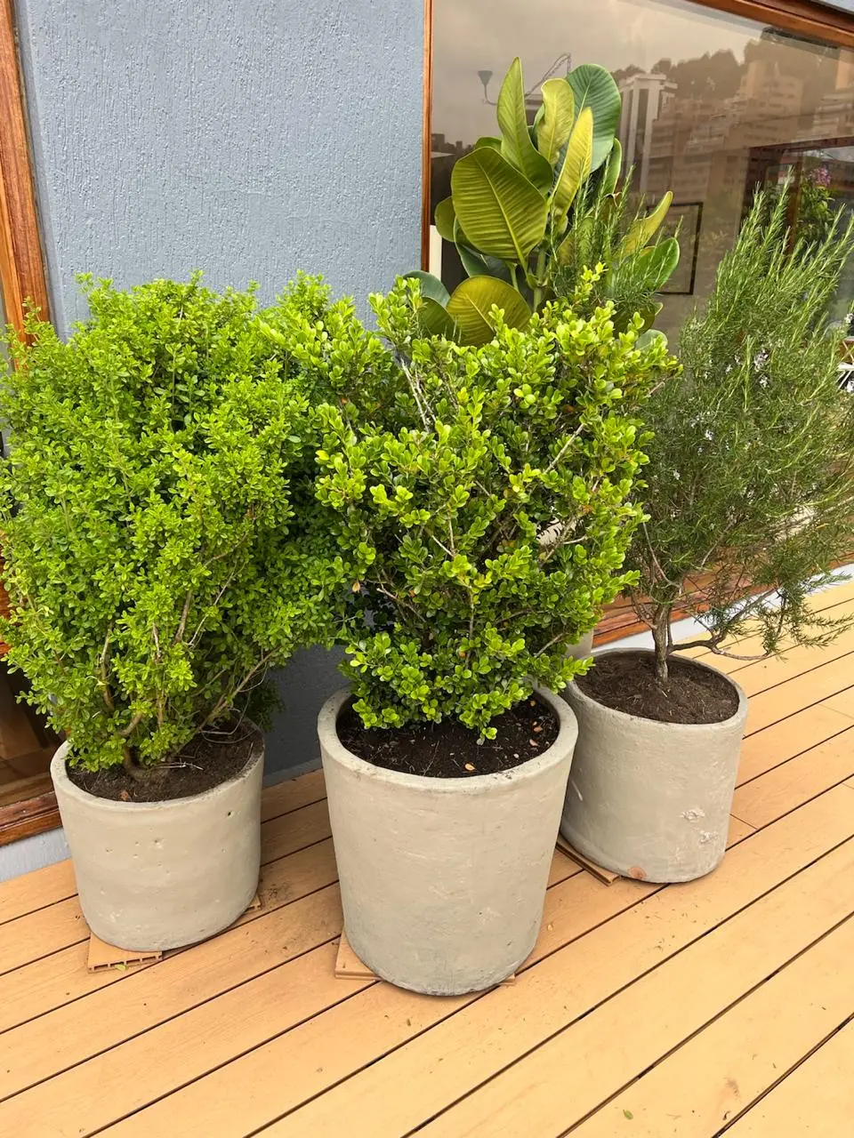 Composición de plantas y decoración con plantas · Plantemos #38