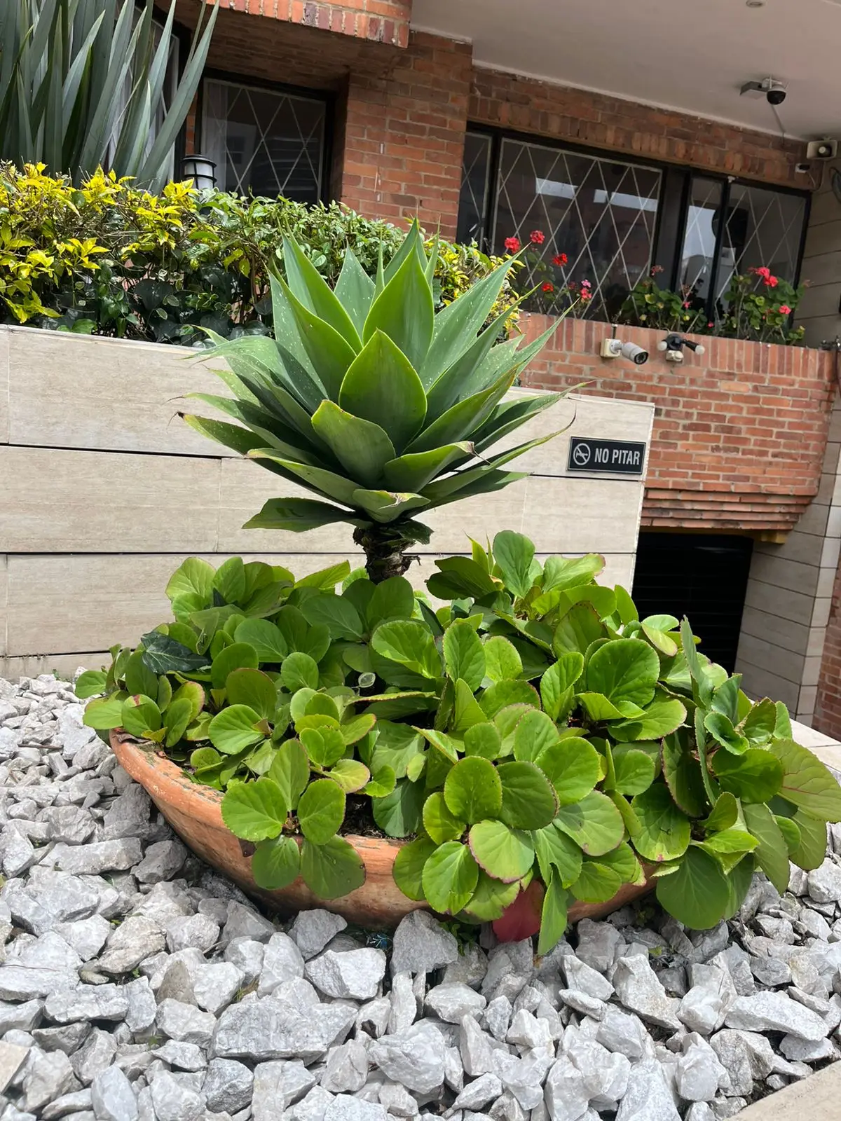 Servicio de Plantas · Plantemos