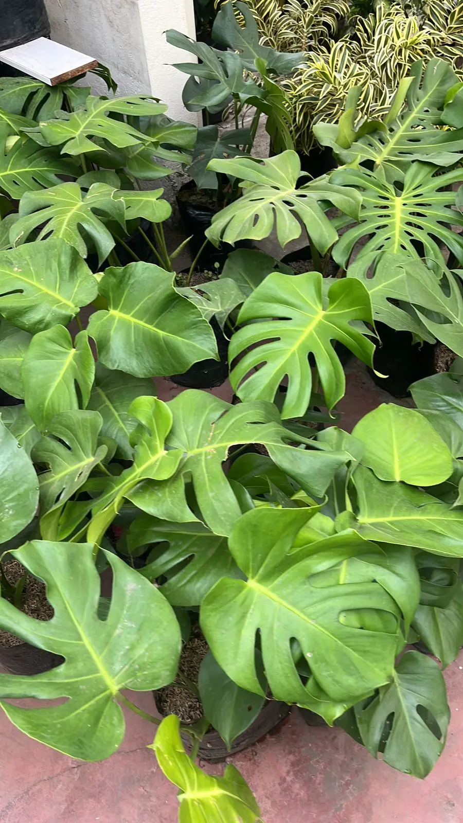 Composición de plantas y decoración con plantas · Plantemos #49