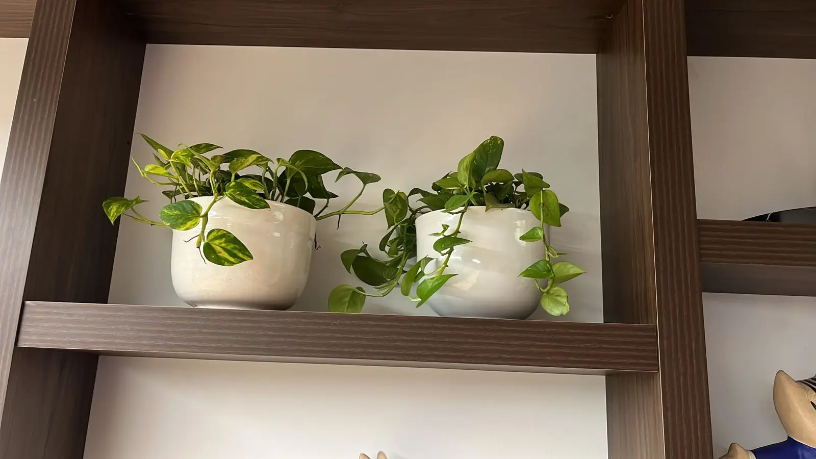 Composición de plantas y decoración con plantas · Plantemos #50