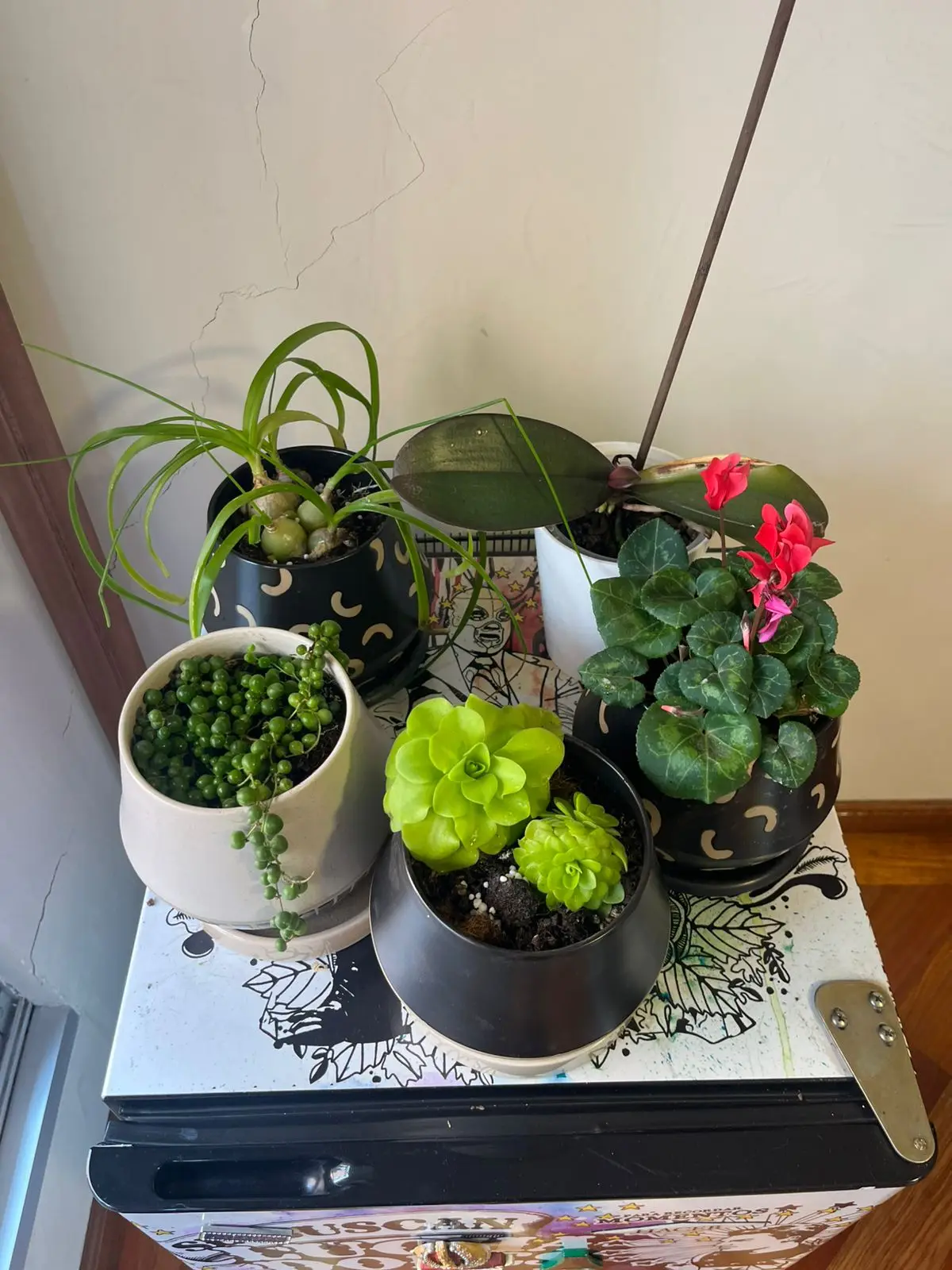 Composición de plantas y decoración con plantas · Plantemos #51